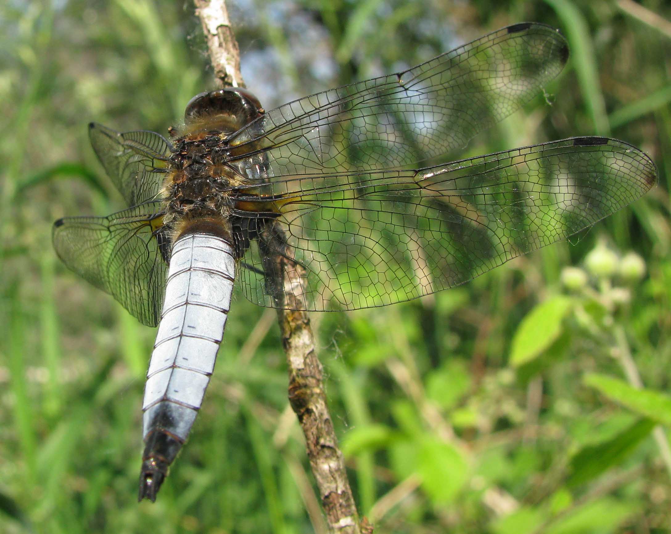 Libellula fulva